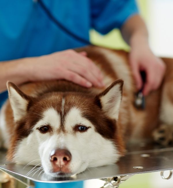 pet emergency care