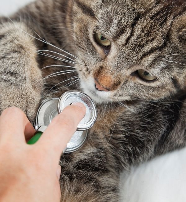 pet preventative care