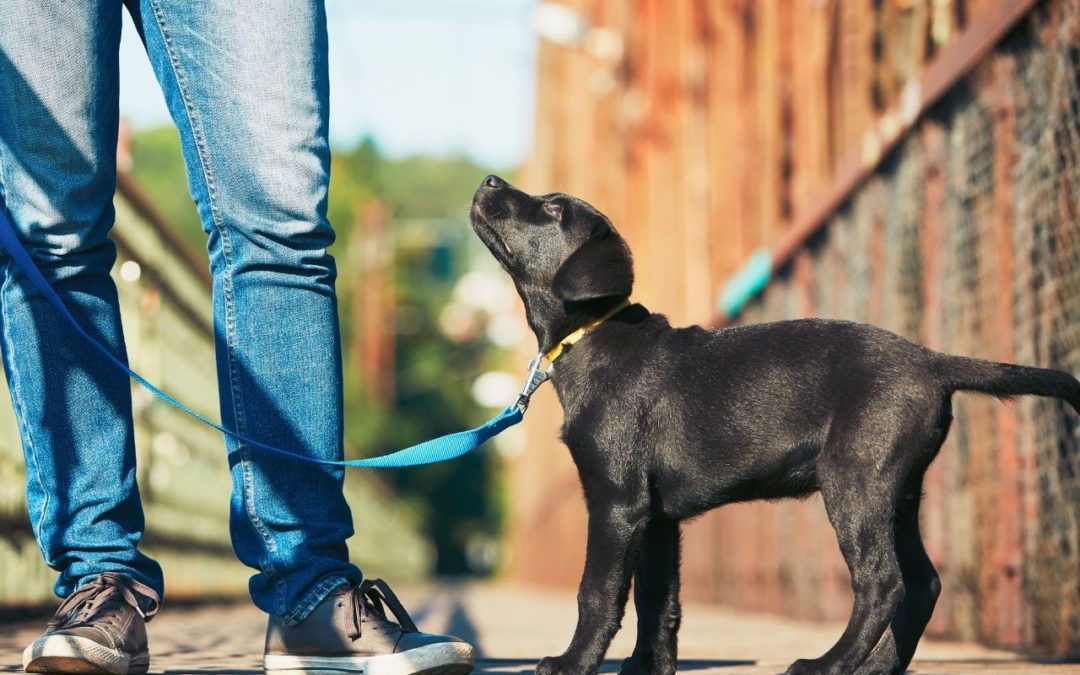 3 Steps to Teach Your Dog Not to Jump
