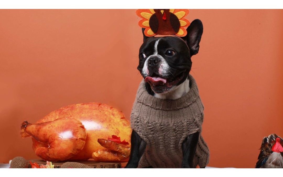 Safe Thanksgiving Food For Your Pet