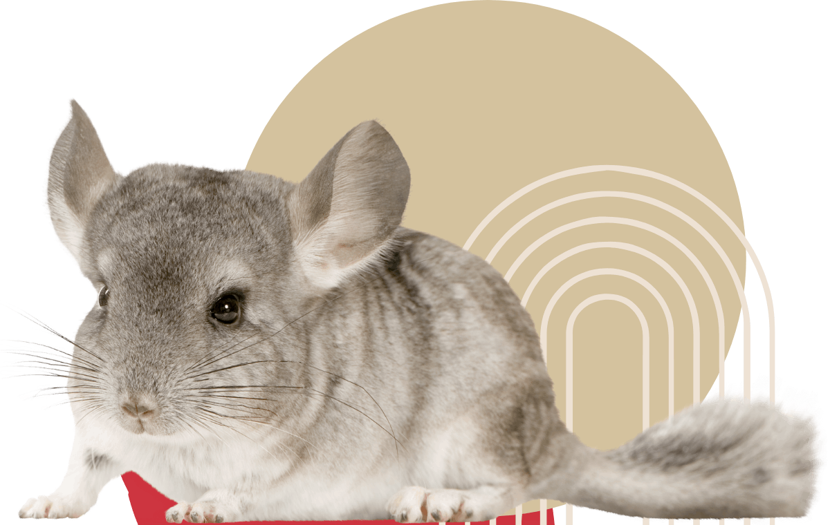 a chinchilla animal