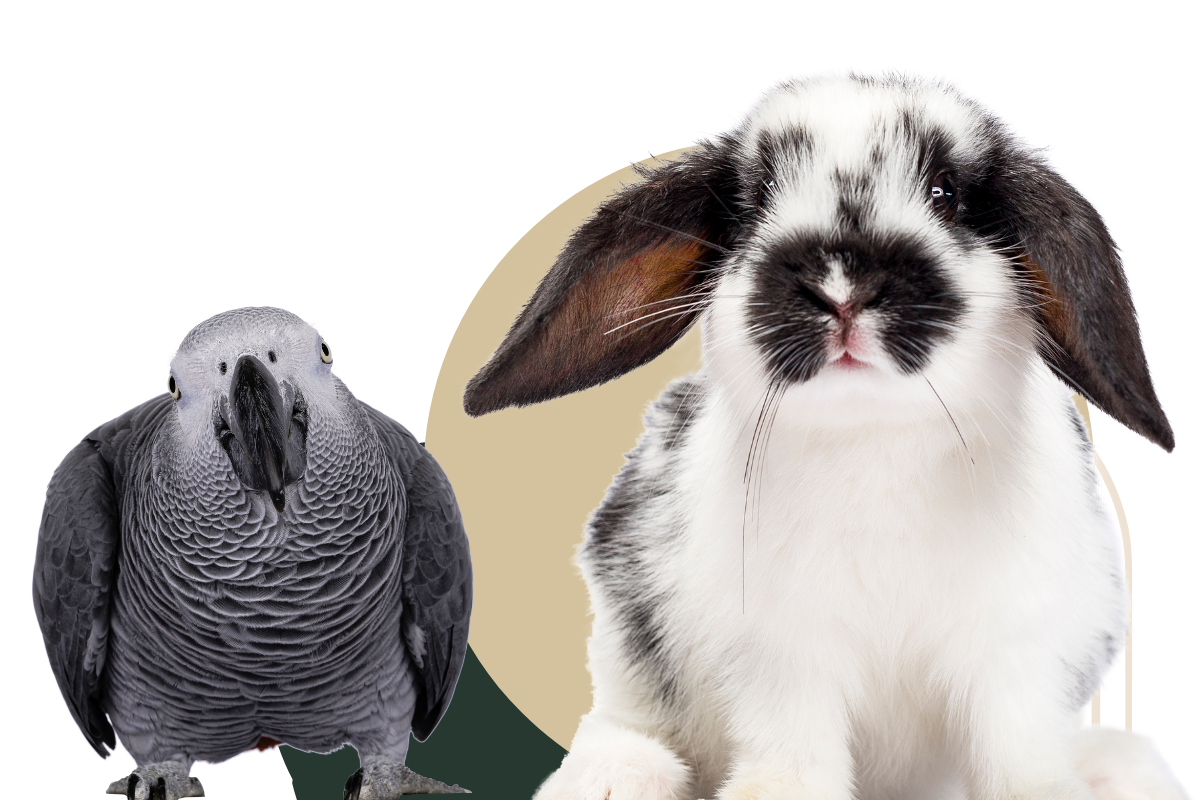 a rabbit and a bird