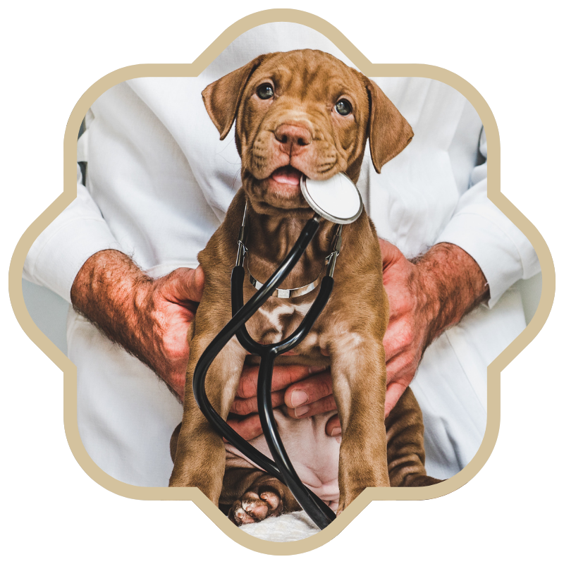 dog with a stethoscope in its mouth