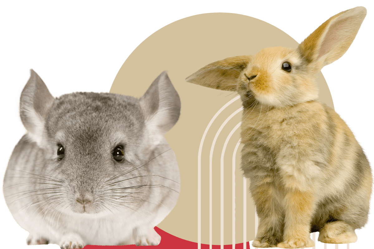 a rabbit and a chinchillas