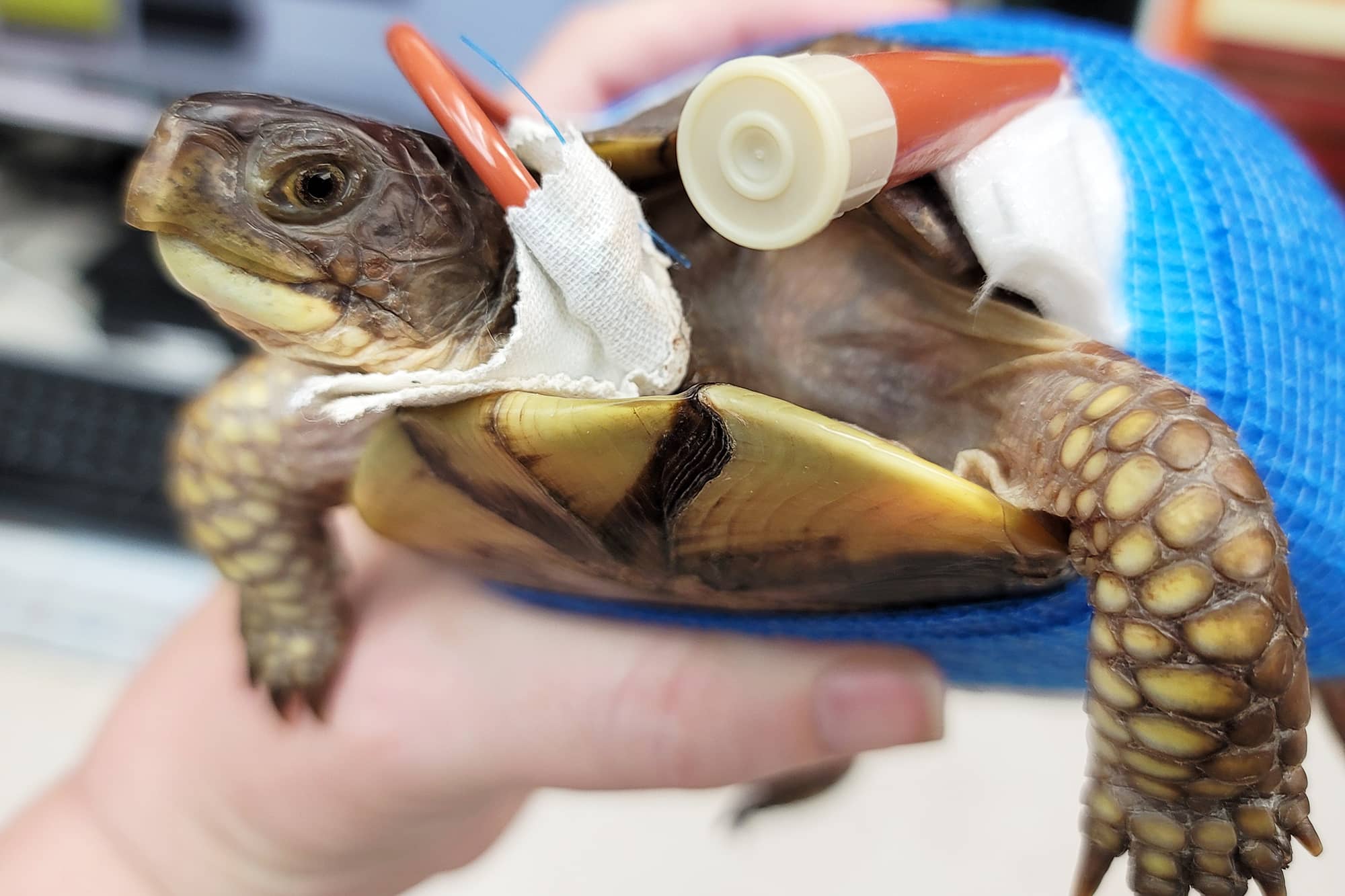 Turtle with feeding tube